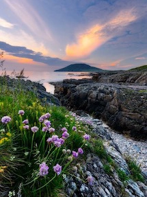 Wildflowers along the coast of Ireland